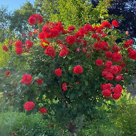 Au Jardin Des Deux Ponts Bed & Breakfast *